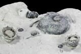 Fossil Crinoid, Gastropod and Brachiopod Plate - Indiana #106280-2